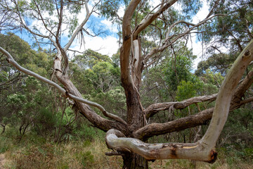 Fototapeta na wymiar Intricate branches of eucalyptus tree in Victoria, Australia