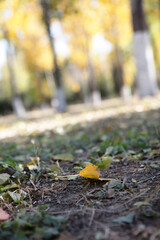 Close-up of fallen leaves on the ground in autumn