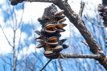 Extreme closeup of burned banksia cone against blurred background - 405359053