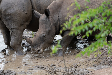 Head shot of a white rhino calf standing in a muddy waterhole next to its mother.