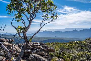 Tree growing between rocks with scenic mountains in the background. Grampians National Park, Victoria, Australia