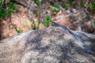 Skink lizard on a stone with shallow focus
