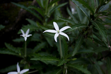 Fototapeta premium beautiful white flowers photography with leaves close up technique AP002