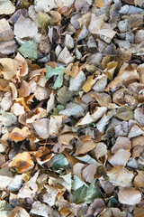 Dry leaves background