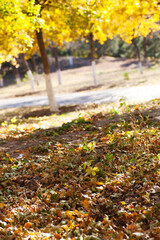 Autumn golden leaves and fallen leaves all over the ground