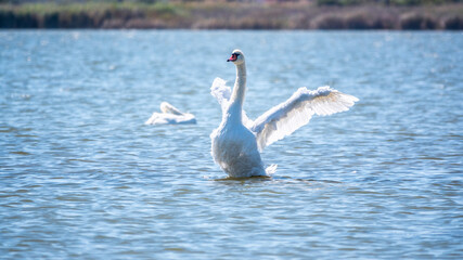 Graceful white Swan swimming in the lake and flaps its wings on the water.