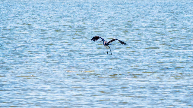 A graceful grey heron flying low over the surface of a lake and lands on the water.