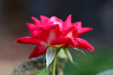 red lily flower