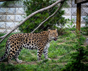 Beautiful leopard on the other side of a fence grid in the zoo