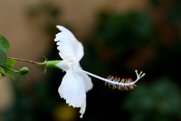 close up of a white flower