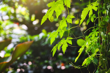 The ivy fresh green leaves in the garden with the sunlight through in the background.