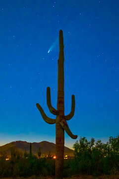 Comet Neowise Over The Desert