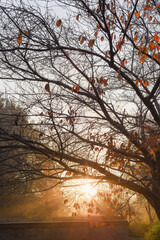 Rays of sunshine shine through tree branches on a winter morning at sunrise