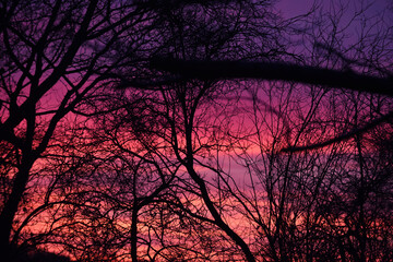 Beautiful pink and orange sunrise through silhouette of tree at dawn