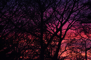 Beautiful pink and orange sunrise through silhouette of tree at dawn