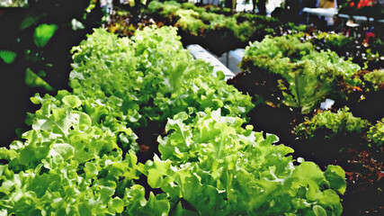 organic vegetable farm. vegetable in hydroponic  system table