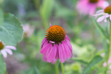 closeup flower