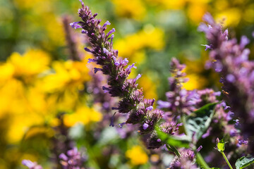 lavender flowers in the garden
