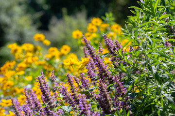 flowers in the field