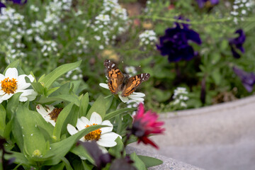 butterfly on a flower