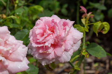 pink rose in garden