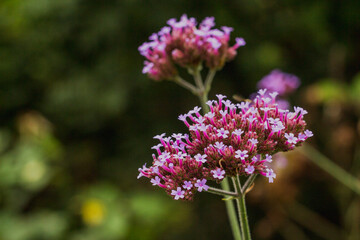 close up of a flower
