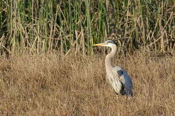 Great blue Heron portrait in natural habitat
