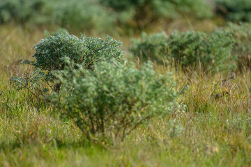 California northern coastal native shrub meadow landscape