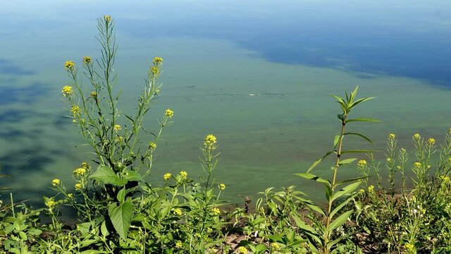 Yellow mustard flower blossoms along water of a beautiful, very calm Lake Irving in Bemidji, Minnesota on a sunny day. Tilt up.