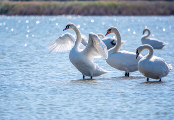 Graceful white Swan swimming in the lake and flaps its wings on the water.