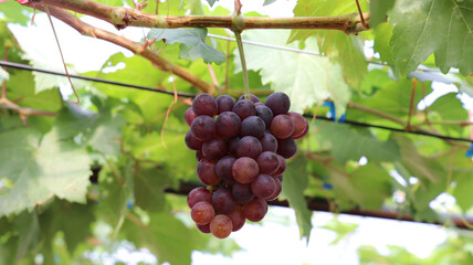 Close-up of purple grapes hanging from the tree.