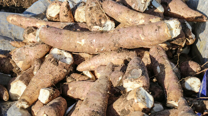 Close-up of a large pile of cassava roots.