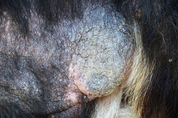 Close-up of dog skin