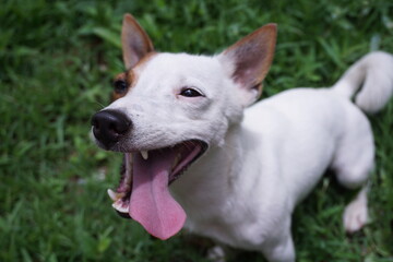jack russell terrier playing in the grass