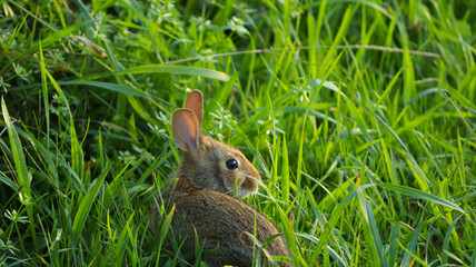 Rabbit in the Grass