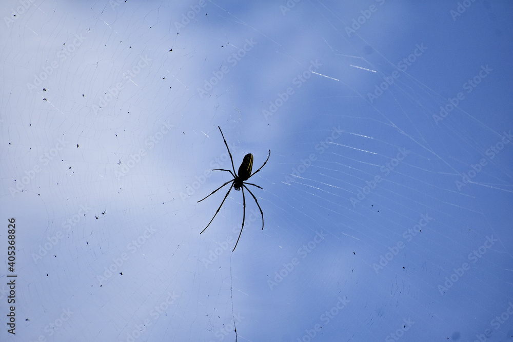 Sticker Low angle shot of a small spider hanging on his web and clear sky in the background