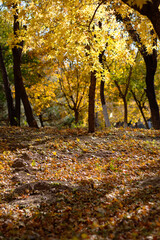 Northern golden autumn woods and fallen yellow leaves