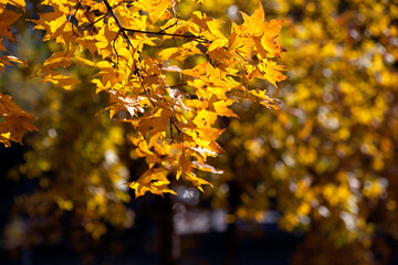 Beautiful autumn leaves