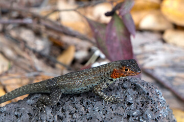 Lava Lizard with red head (Microlophus species) Galapagos islands, Ecuador.