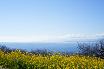 Sagami Bay overlooking rape blossoms from Mt. Azuma