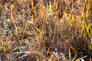 Messy weeds in autumn