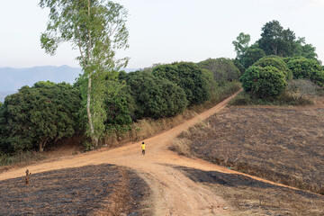 Fototapeta na wymiar Child walking on after forest fire at mountain trail