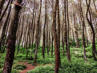 Magelang's Pine Forest