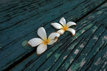 Beautiful flowers falling on the old wooden floor.