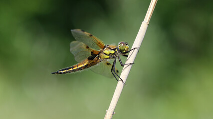 Vierfleck Libelle - Four-spotted Chaser
