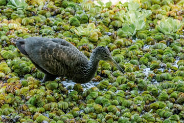 Limpkin (Aramus guarauna) in park, Buenos Aires, Argentina