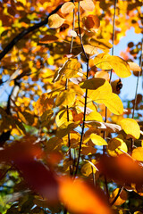 Beautiful red leaves in autumn