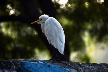 Beautiful picture of Great Egret, Background Blur in uttarakhand