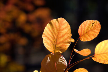 Part of the beautiful red leaves in autumn