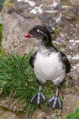 Parakeet Auklet (Aethia psittacula) at St. George Island, Pribilof Islands, Alaska, USA